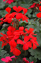 Orange Ivy Leaf Geranium (Pelargonium peltatum 'Orange') at Lakeshore Garden Centres