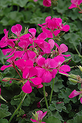 Lavender Ivy Leaf Geranium (Pelargonium peltatum 'Lavender') at Lakeshore Garden Centres