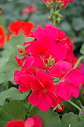 Pink Ivy Leaf Geranium (Pelargonium peltatum 'Pink') at Lakeshore Garden Centres