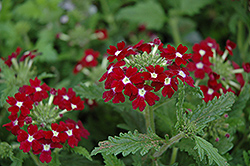 Aztec Burgundy Verbena (Verbena 'Aztec Burgundy') at Lakeshore Garden Centres