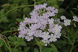 Aztec Magic Silver Verbena (Verbena 'Aztec Magic Silver') at Lakeshore Garden Centres