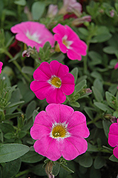 SuperCal Pink Ice Petchoa (Petchoa 'SuperCal Pink Ice') at Lakeshore Garden Centres