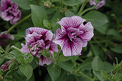 Ruffle Plum Vein Petunia (Petunia 'Ruffle Plum Vein') at Lakeshore Garden Centres