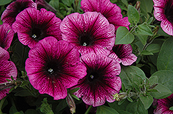 Sweetunia Grape Ice Petunia (Petunia 'Sweetunia Grape Ice') at Lakeshore Garden Centres