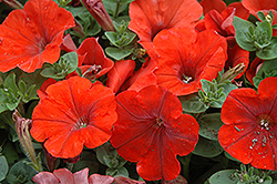 Sweetunia Orange Flash Petunia (Petunia 'Sweetunia Orange Flash') at Lakeshore Garden Centres