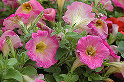 Surprise Pink Lemonade Petunia (Petunia 'Surprise Pink Lemonade') at Lakeshore Garden Centres