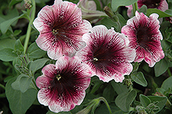 Sweetunia Mystery Petunia (Petunia 'Sweetunia Mystery') at Lakeshore Garden Centres