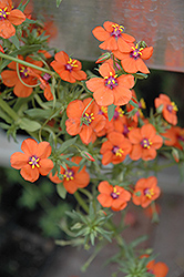 Wildcat Orange Anagallis (Anagallis 'Wildcat Orange') at Lakeshore Garden Centres