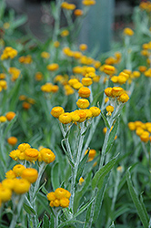 Moxie Gold Strawflower (Chrysocephalum 'Moxie Gold') at Lakeshore Garden Centres