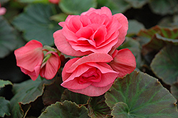 Solenia Light Pink Begonia (Begonia x hiemalis 'Solenia Light Pink') at Lakeshore Garden Centres