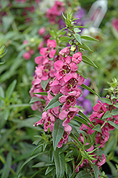 Pink Angelonia (Angelonia angustifolia 'Pink') at Golden Acre Home & Garden