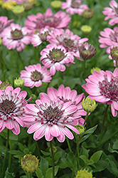 3D Pink African Daisy (Osteospermum '3D Pink') at The Mustard Seed
