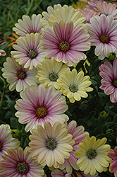 Summertime Sunrise African Daisy (Osteospermum 'Summertime Sunrise') at Lakeshore Garden Centres
