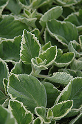 Nicodemus Swedish Ivy (Plectranthus 'Nicodemus') at Lakeshore Garden Centres