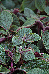 Nico Swedish Ivy (Plectranthus 'Nico') at Lakeshore Garden Centres