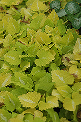 Lemon Frost Spotted Dead Nettle (Lamium maculatum 'Lemon Frost') at Lakeshore Garden Centres