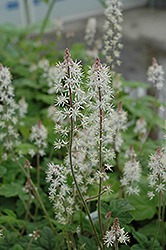 Dark Star Foamflower (Tiarella 'Dark Star') at Lakeshore Garden Centres