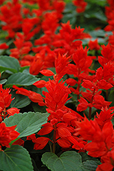 Scarlet Queen Salvia (Salvia 'Scarlet Queen') at Lakeshore Garden Centres