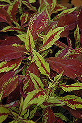 Pineapple Coleus (Solenostemon scutellarioides 'Pineapple') at Lakeshore Garden Centres