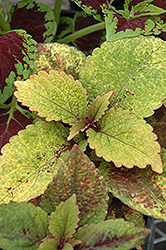 Honey Crisp Coleus (Solenostemon scutellarioides 'Honey Crisp') at Lakeshore Garden Centres