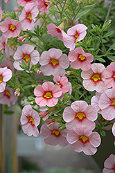Aloha Tiki Soft Pink Calibrachoa (Calibrachoa 'Aloha Tiki Soft Pink') at A Very Successful Garden Center