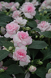 Fiesta Apple Blossom Double Impatiens (Impatiens 'Balfieplos') at Lakeshore Garden Centres