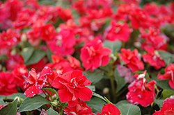 Fiesta Salsa Red Double Impatiens (Impatiens 'Fiesta Salsa Red') at Lakeshore Garden Centres