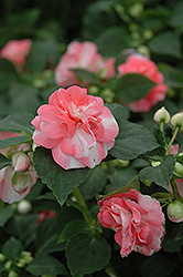 Fiesta Sparkler Salmon Double Impatiens (Impatiens 'Fiesta Sparkler Salmon') at Lakeshore Garden Centres