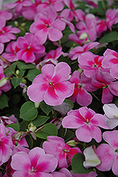 Patchwork Lavender Impatiens (Impatiens 'Patchwork Lavender') at Lakeshore Garden Centres