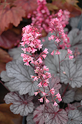 Milan Coral Bells (Heuchera 'Milan') at Lakeshore Garden Centres