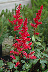 Burgundy Red Astilbe (Astilbe x arendsii 'Burgunderrot') at Lakeshore Garden Centres