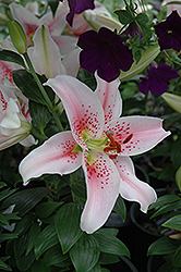 Mona Lisa Lily (Lilium 'Mona Lisa') at Lakeshore Garden Centres