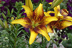 Tango Tiger Play Lily (Lilium 'Tango Tiger Play') at Lakeshore Garden Centres