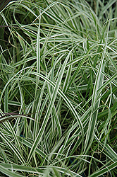 Sky Rocket Fountain Grass (Pennisetum setaceum 'Sky Rocket') at Lakeshore Garden Centres