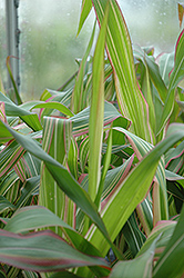 Field Of Dreams Ornamental Corn (Zea mays 'Field Of Dreams') at Lakeshore Garden Centres