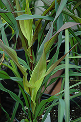 Purple Majesty Millet (Pennisetum glaucum 'Purple Majesty') at Lakeshore Garden Centres