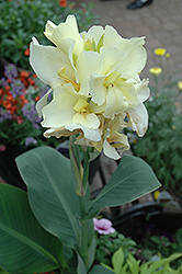 Ermine Canna (Canna 'Ermine') at Lakeshore Garden Centres