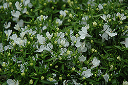 Riviera White Lobelia (Lobelia erinus 'Riviera White') at Lakeshore Garden Centres