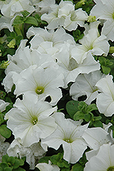 Dreams White Petunia (Petunia 'Dreams White') at Lakeshore Garden Centres