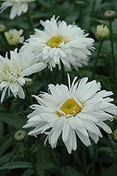 Razzle Dazzle Shasta Daisy (Leucanthemum x superbum 'Razzle Dazzle') at Lakeshore Garden Centres