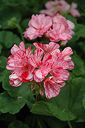 Designer Peppermint Twist Geranium (Pelargonium 'Designer Peppermint Twist') at Lakeshore Garden Centres
