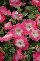 Primetime Salmon Morn Petunia (Petunia 'Primetime Salmon Morn') at Lakeshore Garden Centres