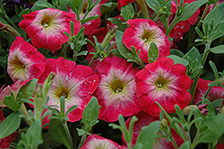 Primetime Red Morn Petunia (Petunia 'Primetime Red Morn') at Lakeshore Garden Centres
