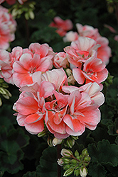 Presto Light Salmon Geranium (Pelargonium 'Presto Light Salmon') at Lakeshore Garden Centres