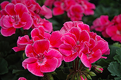 Presto Rose Sizzle Geranium (Pelargonium 'Presto Rose Sizzle') at Lakeshore Garden Centres