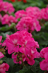 Fantasia Shocking Pink Geranium (Pelargonium 'Fantasia Shocking Pink') at Lakeshore Garden Centres