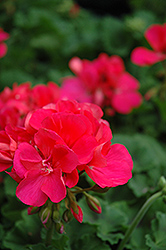 Designer Salmon Rose Geranium (Pelargonium 'Designer Salmon Rose') at Lakeshore Garden Centres