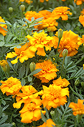 Little Hero Gold Marigold (Tagetes patula 'Little Hero Gold') at The Mustard Seed