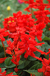 Maestro Salvia (Salvia 'Maestro') at Lakeshore Garden Centres