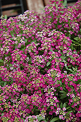 Wonderland Rose Alyssum (Lobularia maritima 'Wonderland Rose') at Lakeshore Garden Centres